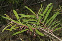 Homonoia riparia